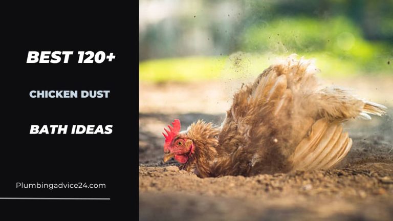 Chicken Dust Bath Ideas